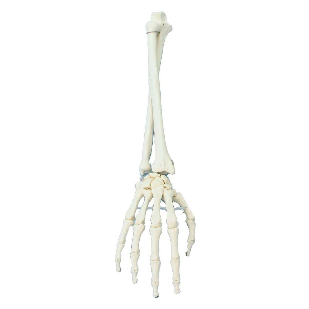 Erler Zimmer Hand mit Unterarm, Skelettmodell
