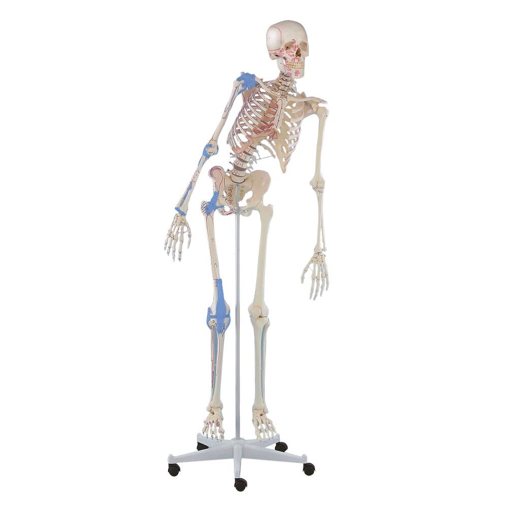 Ganzkörper Skelett Max beweglich, Muskelmarkierungen und Bandapparat