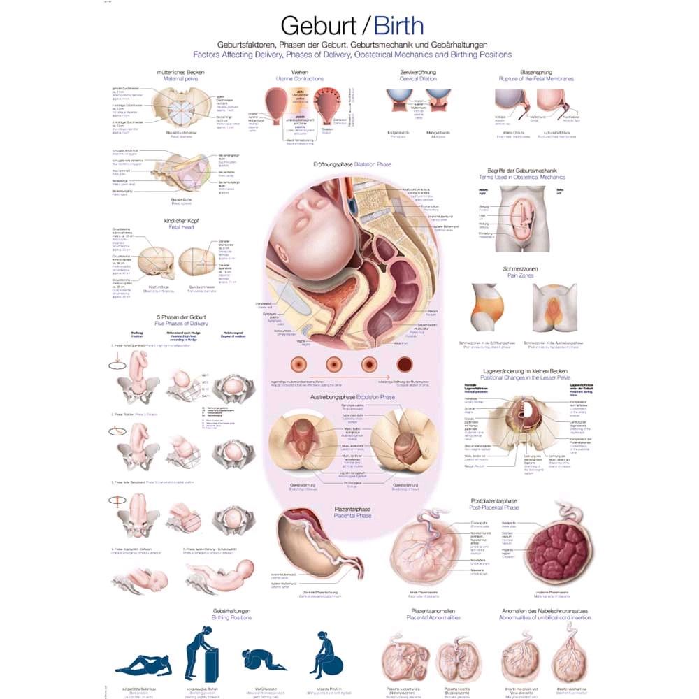 Erler Zimmer Lehrtafel Geburt anatomisches Poster, 70 x 100m