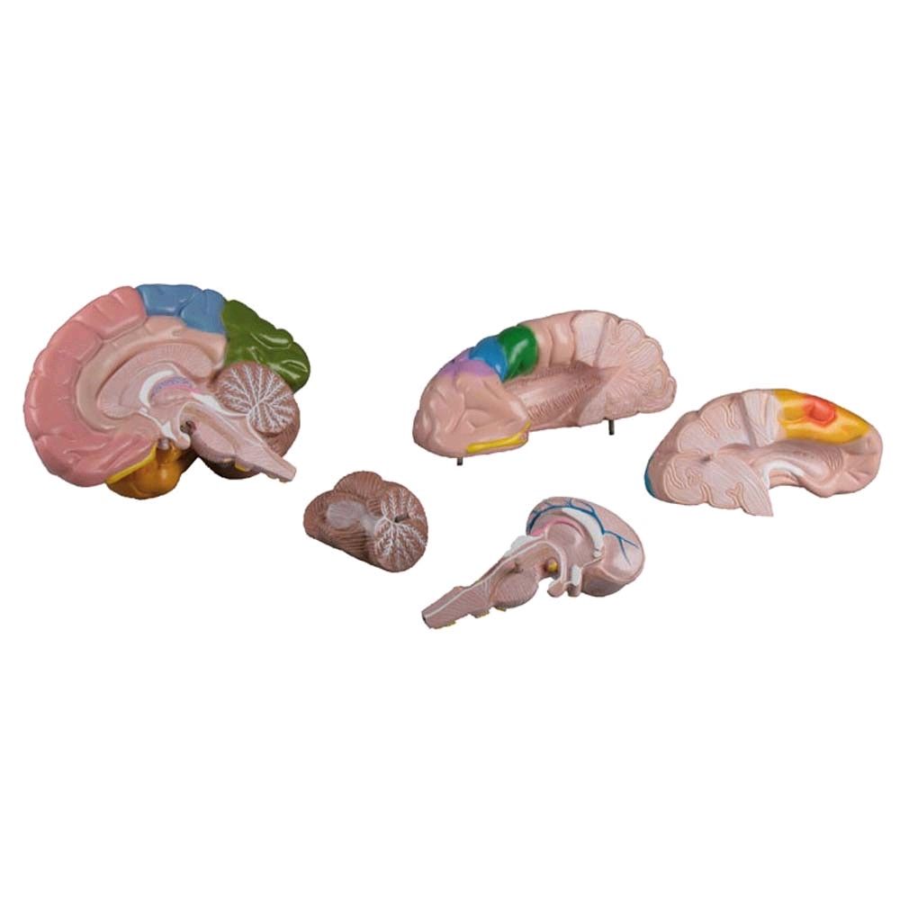 farbiges Gehirn Modell von Erler Zimmer, 5-teilig lebensgroß Lehrkarte