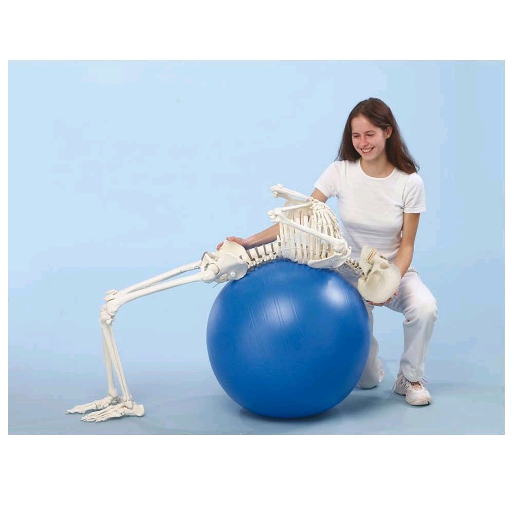 Ganzkörper Skelett anatomisch 1,76cm, Hugo mit beweglicher Wirbelsäule