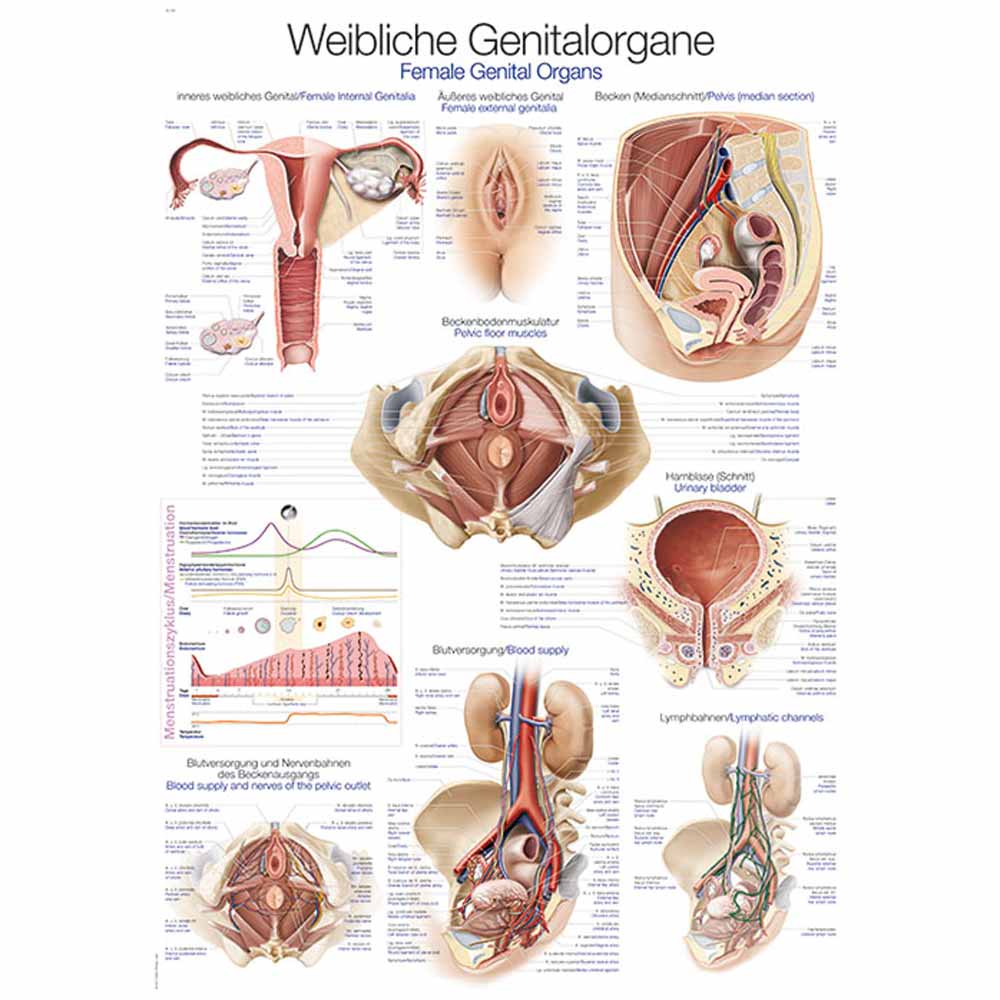 Erler Zimmer anatomische Lehrtafel - "Weibliches Genital", 2 Größen