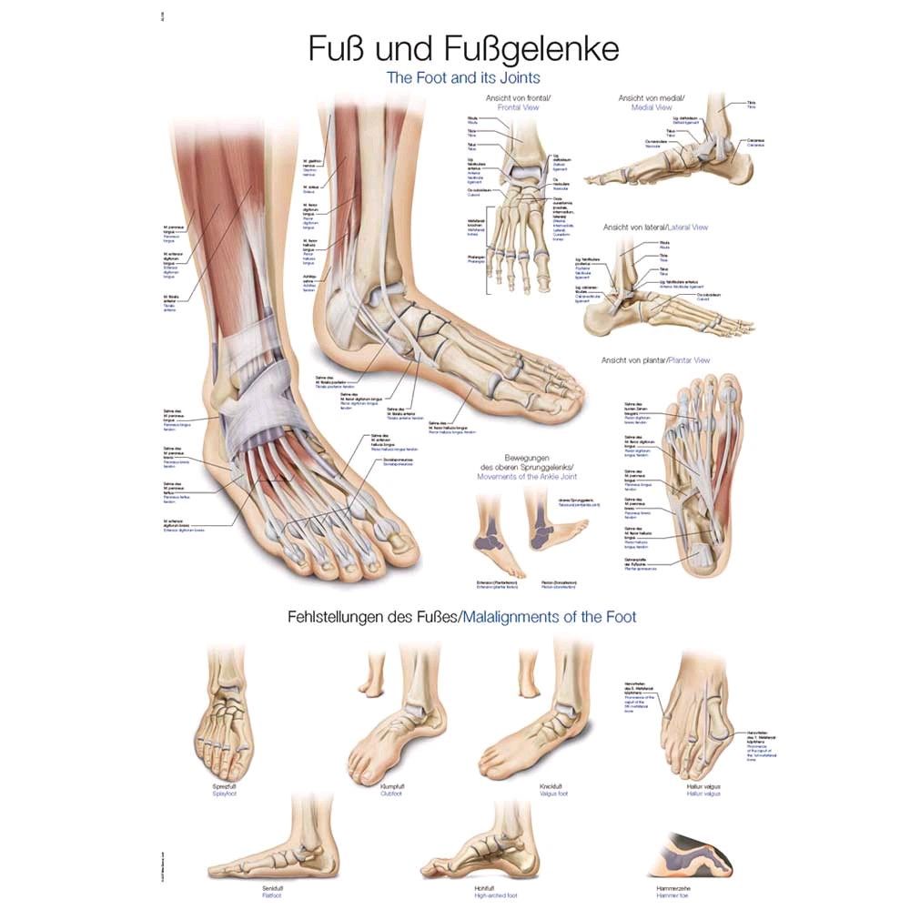 Erler Zimmer Fuß und Fußgelenke anatomische Lehrtafel, 70x100cm