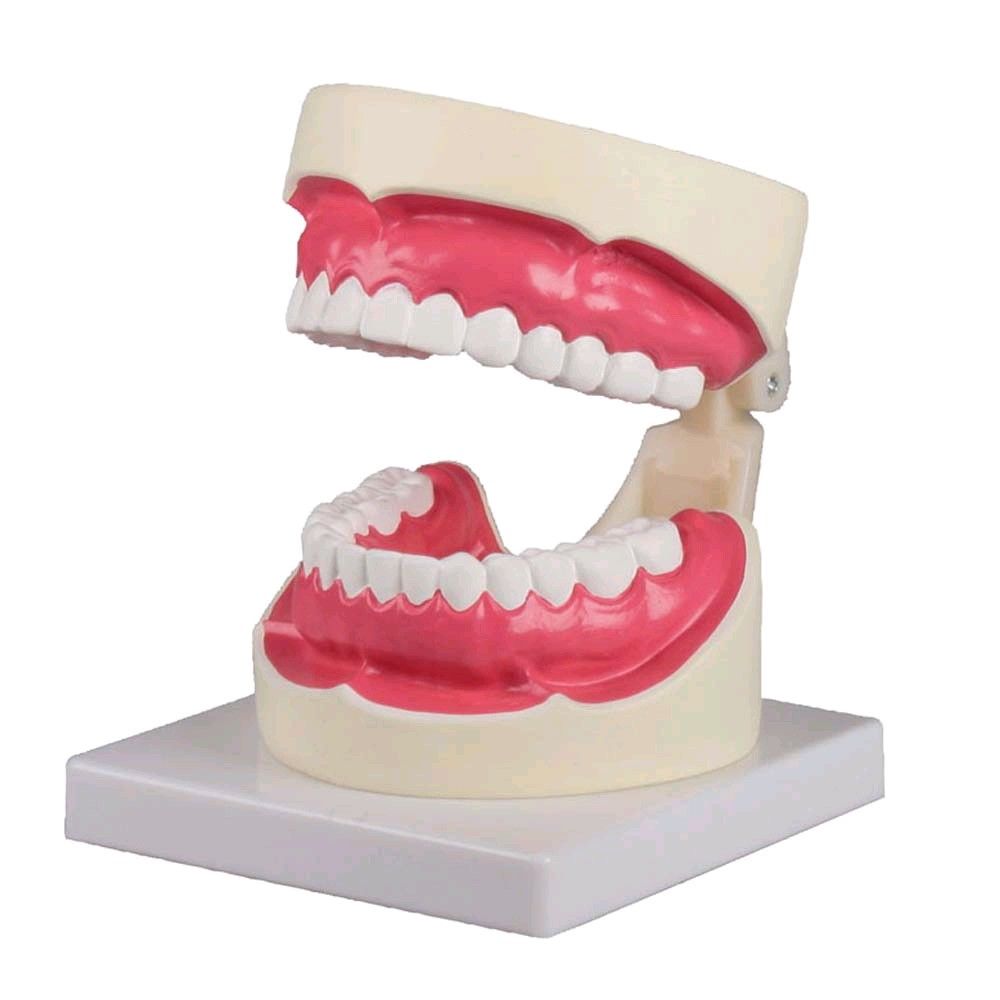 Zahnpflegemodell von Erler Zimmer, 1,5-fache Größe, inkl. Zahnbürste