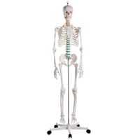 Ganzkörper Skelett männlich, anatomisch...