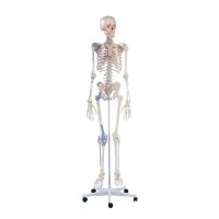Erler Zimmer Ganzkörper Skelett anatomisch 1,76cm, alle Ausführungen