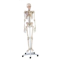Erler Zimmer Ganzkörper Skelett anatomisch 1,76cm, alle Ausführungen
