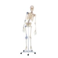 Erler Zimmer Ganzkörper Skelett anatomisch 1,76cm, alle Ausführungen