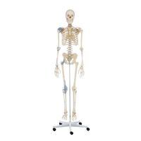 Erler Zimmer Ganzkörper Skelett anatomisch 1,76cm, alle Ausführungen