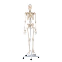 Erler Zimmer Ganzkörper Skelett anatomisch 1,76cm, alle Ausführungen