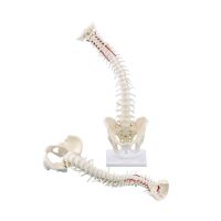 Erler Zimmer Wirbelsäule mit Becken, Anatomie...