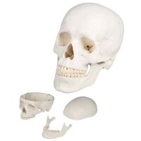 Erler Zimmer Schädelmodell, 3-teilig, anatomisch,...