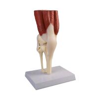 Erler Zimmer Anatomie Muskelmodell vom Kniegelenk,...
