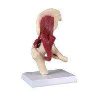 Erler Zimmer Anatomie Muskelmodell vom Hüftgelenk,...