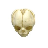 Erler Zimmer Fetusschädel Anatomie Modell, versch....