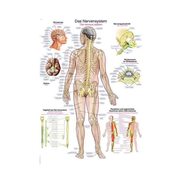 Anatomie Poster / Lehrtafeln