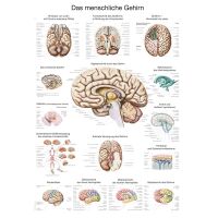 Erler Zimmer Das menschliche Gehirn anatomisches Poster,...