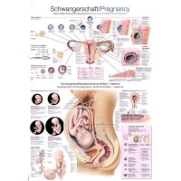 Erler Zimmer „Schwangerschaft“ anatomisches...