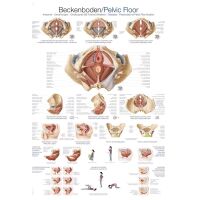 Erler Zimmer „Beckenboden“ anatomische...