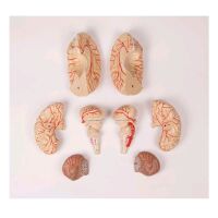 Gehirn-Modell mit Arterien von Erler Zimmer, 9-teilig,...