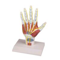 Handanatomie-Strukturmodell von Erler Zimmer,...