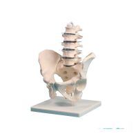 Erler Zimmer Lendenwirbelsäule mit Becken inklusive...