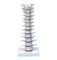 Erler Zimmer Brustwirbelsäule mit Stativ, flexibel...