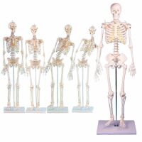 Erler Zimmer menschliches Miniaturskelett, diverse...