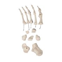 Erler Zimmer männliche Knochenmodelle, diverse...