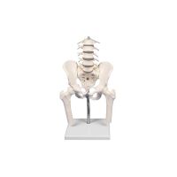 Erler Zimmer Lendenwirbelsäule,...