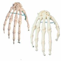 Erler Zimmer bewegliches Handskelett, diverse