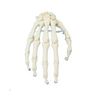 Erler Zimmer bewegliches Handskelett, diverse