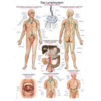 Erler Zimmer anatomische Lehrtafel - Das Lymphsystem, 2...