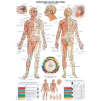 Erler Zimmer anatomische Lehrtafel -...