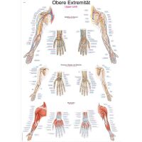 Erler Zimmer anatomische Lehrtafel - Obere...