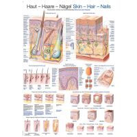 Erler Zimmer anatom. Lehrtafel - Haut, Haare, Nägel,...