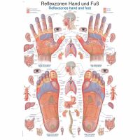 Erler Zimmer anat. Lehrtafel - Reflexzonen Hand und...