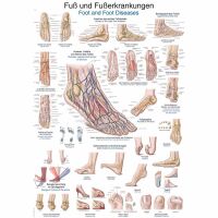 Erler Zimmer anat. Lehrtafel - Fuß und...