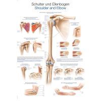 Erler Zimmer anat. Lehrtafel - Schulter und Ellenbogen, 2...