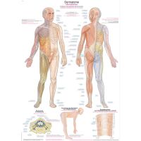 Erler Zimmer anatomische Lehrtafel - Dermatome, 2...