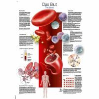 Erler Zimmer anatomische Lehrtafel - Das Blut, 2...